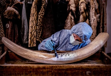 man in protective gear and mask closely examines a tusk