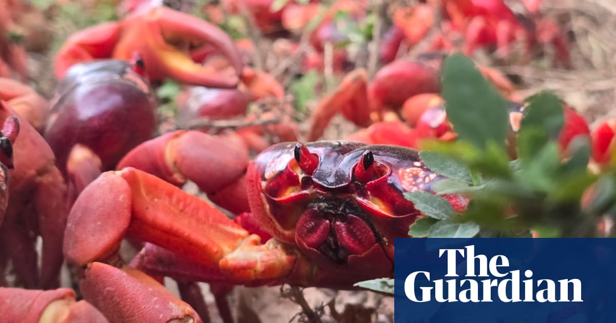 Up to 200 Million Red Crabs Migrate on Christmas Island