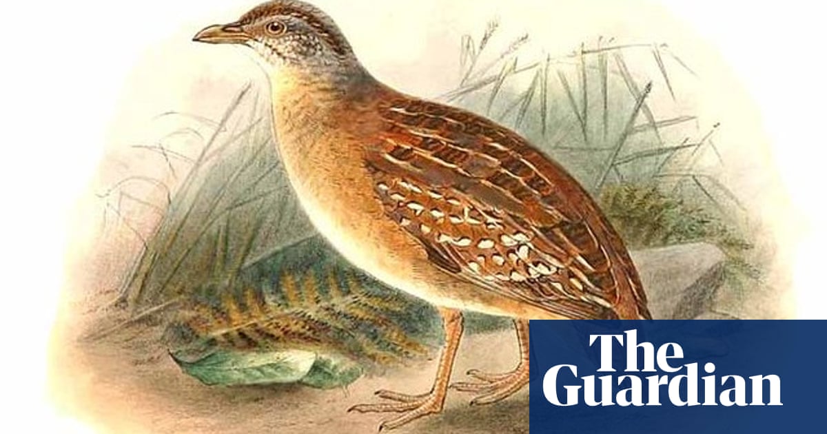 В търсене на пъдпъдъците – единствената австралийска птица, която никога не е била снимана