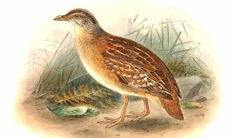 An illustration of the buff-breasted buttonquail by John Keulemans, published in The Birds of Australia (1911).