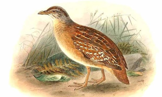 In search of the buff-breasted buttonquail – the one Australian bird that has never been photographed