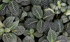Feliz plantas del hogar: cómo ayudar a prosperar 1 Fittonia albivenis
