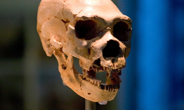 Homo neanderthalensis