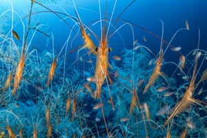 A vibrant community of thousands of narwhal shrimps in deep water off the French Mediterranean coast.