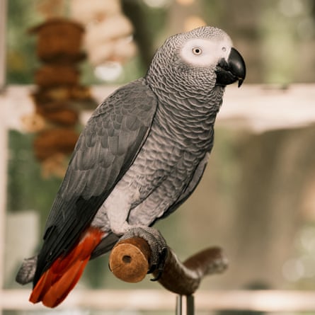 Apollo the talking parrot sitting on a perch