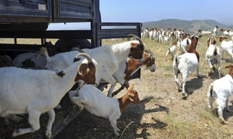 Goats are released at the Ronald Reagan Library in Simi Valley, California, during a similar crisis in 2012. 