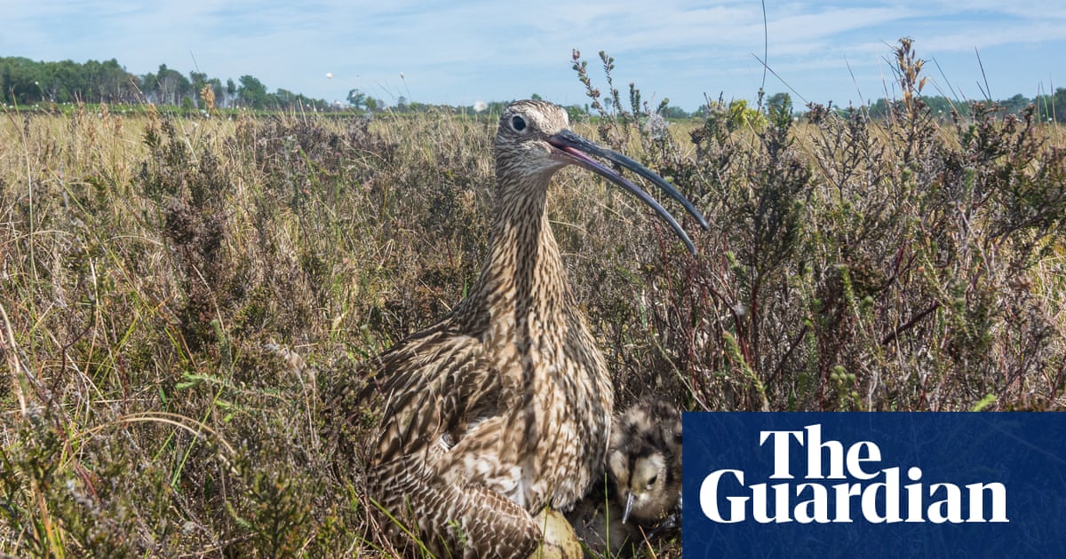Crumbly curlew eggs may pose another threat to species, say UK scientists