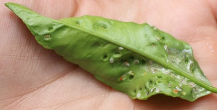 Una hoja de cítricos dañada por bacterias