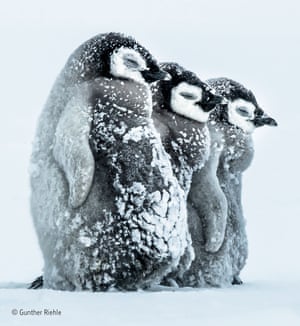 Facing the storm by Gunther Riehle (Germany) Gunther arrived at the frozen sea ice in Antarctica in sunshine, but by evening a storm had picked up. By the early morning, snow had arrived. He concentrated on taking images of the emperor penguin chicks huddled together to shield themselves from the force of the snowstorm.