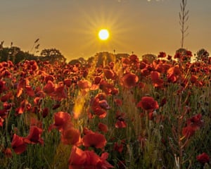 Ringstead, Norfolk ‘The poppy fields have been exceptional this year, so I got up very early to try to capture the flowers against the sunrise.’