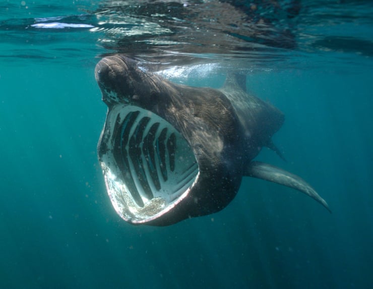 A basking shark scooping up plankton. The mouth of the world’s second-biggest fish can be up to 1.5 metres wide. Photograph: Charles Hood/Alamy