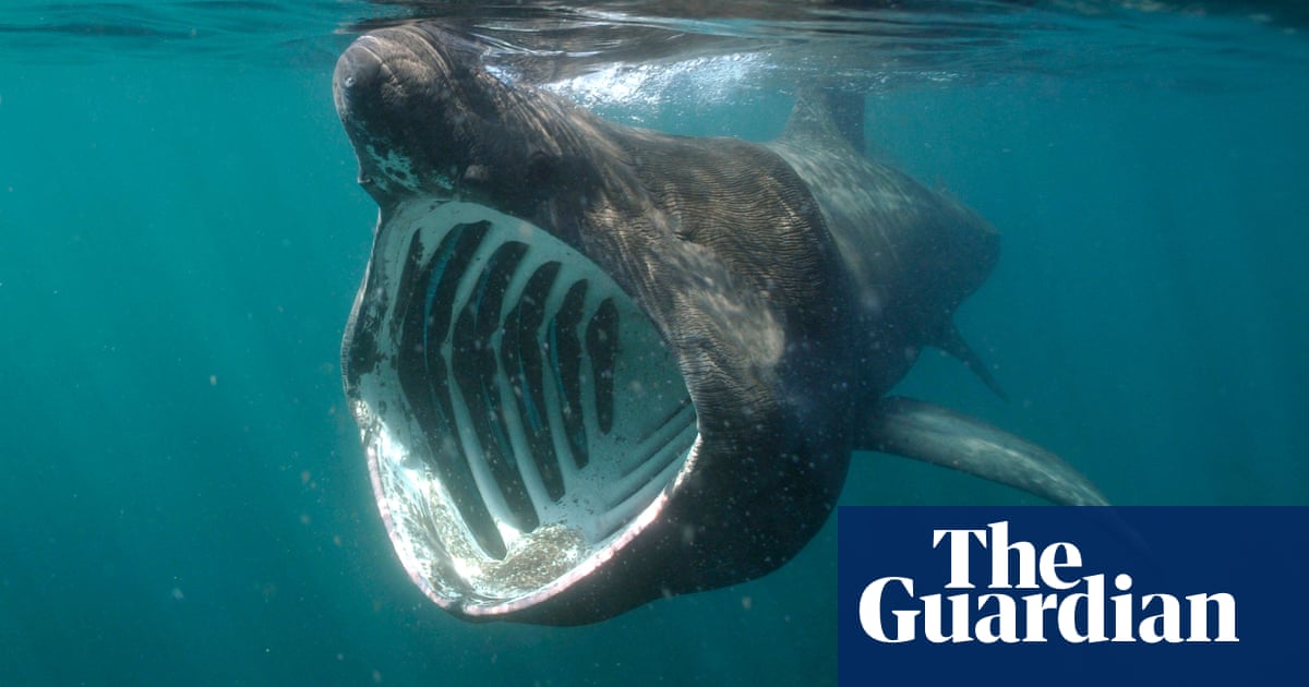 ‘I’m happy we’re not killing them any more’: Ireland’s last basking shark hunter on the return of the giants | Sharks
