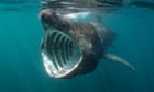 ‘I’m happy we’re not killing them any more’: Ireland’s last basking shark hunter on the return of the giants