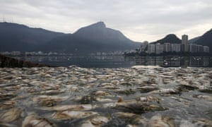 Dead fish floating in the Rodrigo de Freitas lagoon, where the rowing and canoeing competitions will be held, in 2015.