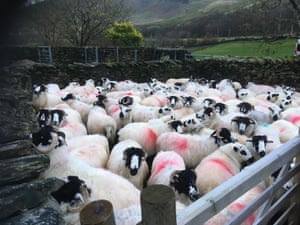 Diário de campo: o ano agrícola começa com uma explosão para as ovelhas