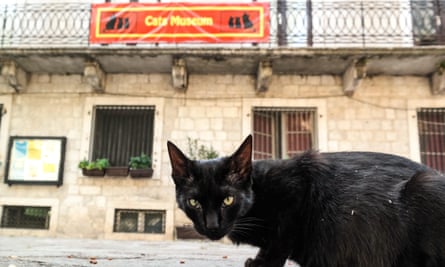 Cat sitting in the streets of Kotor, Montenegro, in front of Cats Museum