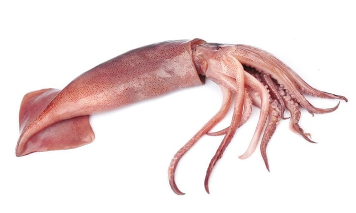 Squid With Hands
