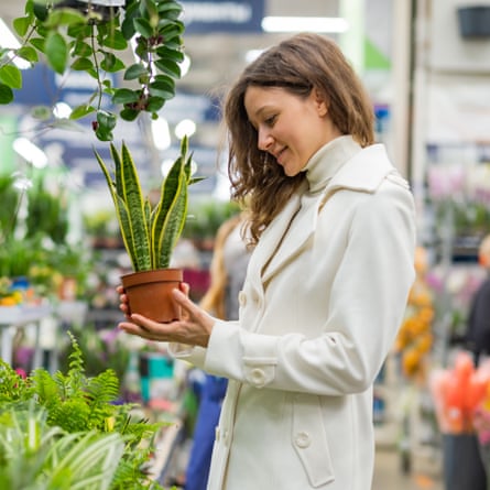 A young woman chooses home plants in a flower shop.