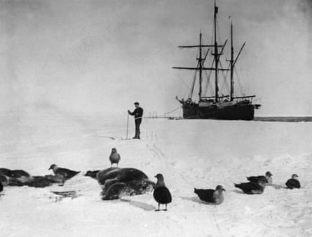 Seabirds and seals on sheet ice with a man and a three-masted sailing ship in the background