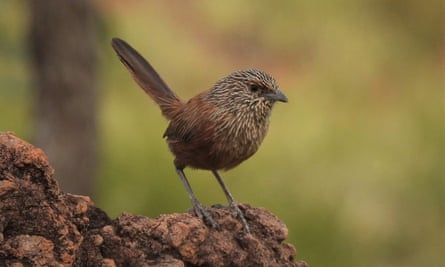 Kalkadoon grasswren, a small brown bird perched on a rock
