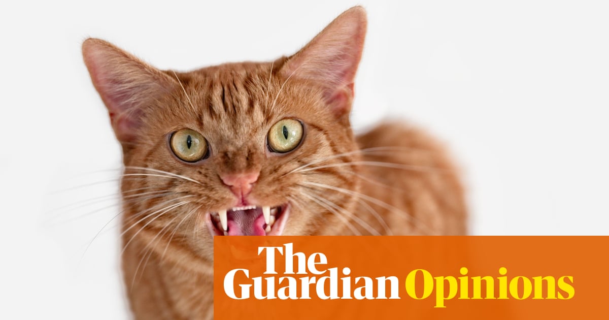 Australia has a love-hate relationship with cats – but under all the emotion is a fascinating history | Jodie Stewart