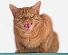 Australia's Complex History With Cats Revealed