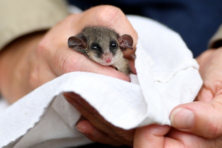 A pygmy possum is inspected at North Head Sanctuary in Manly, Sydney.