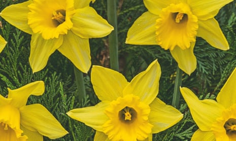 Narcissus ‘Tamara’ at Johnny Walkers’ nursery in Lincolnshire.