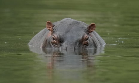 A hippo in the lagoon at Hacienda Nápoles park, once the private estate of Pablo Escobar, in Colombia.