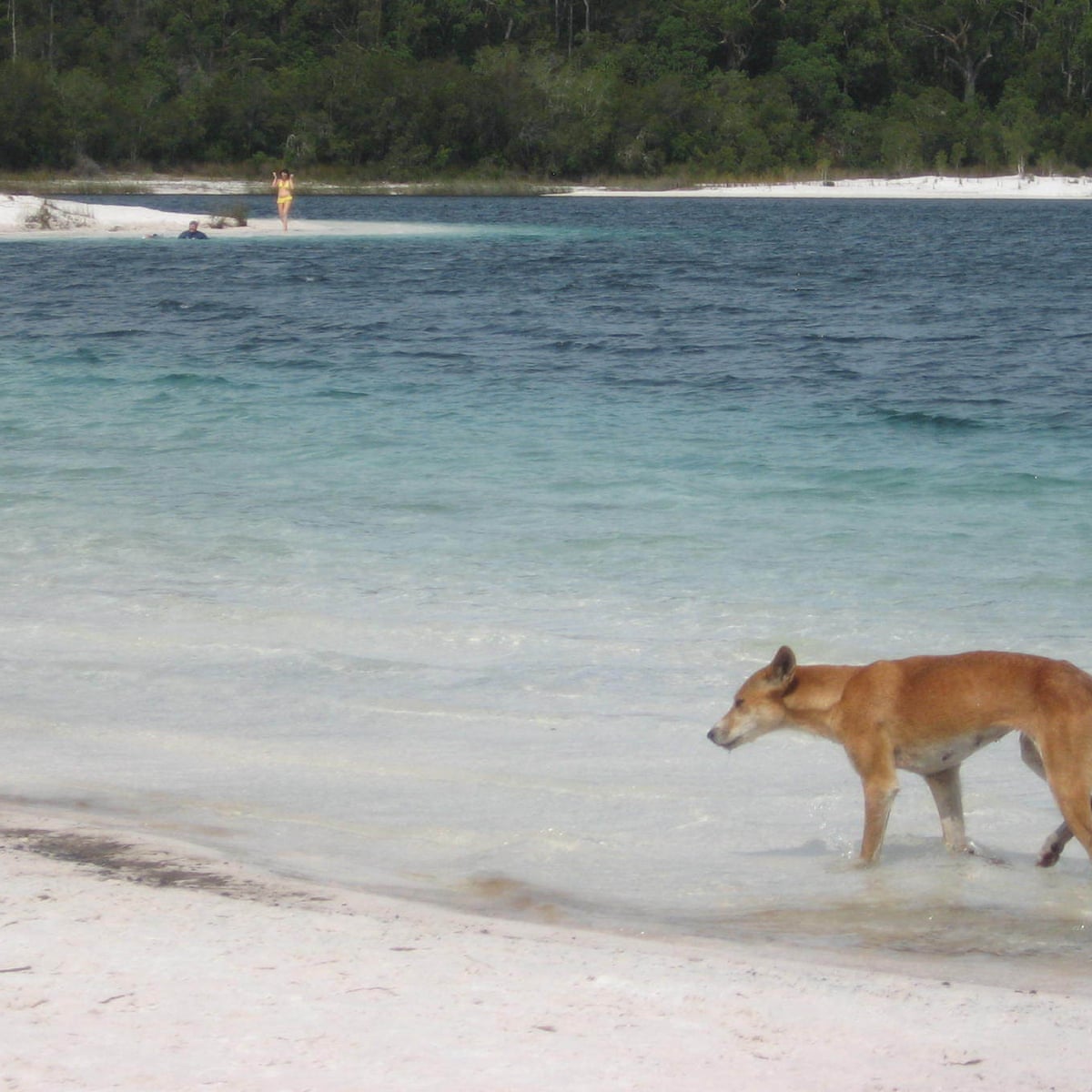 Fraser Island Dingo Attack Boy In Hospital After Running Into Pack Of Wild Dogs Australia News The Guardian