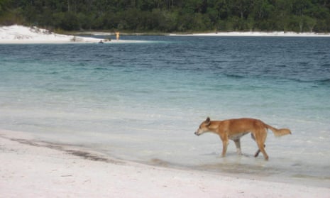 Fraser Island dingo