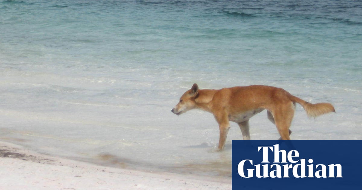 Eyewitnesses urged to come forward after dingo mauls toddler on Fraser Island