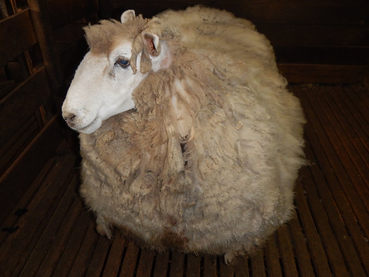 Who Ewe Calling Shaggy Fugitive Australian Sheep Relieved Of 20kg Fleece World News The Guardian