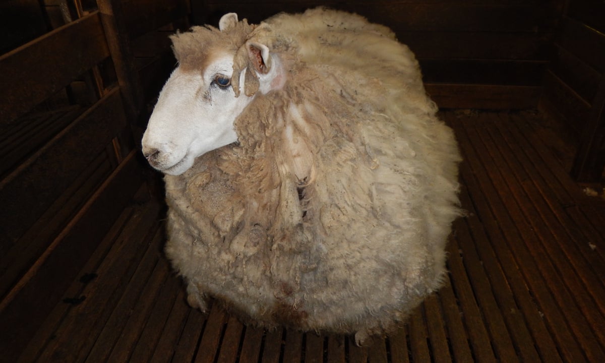 Who ewe calling shaggy? Fugitive Australian sheep relieved of 20kg fleece |  Animals | The Guardian