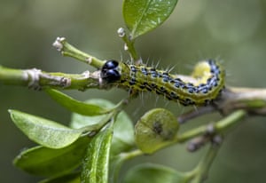 A boxwood moth on a boxwood twig