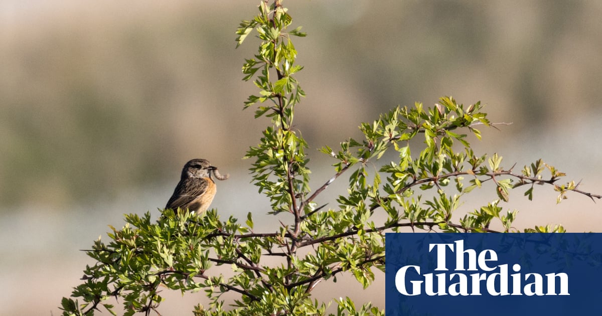 Bringing back the birds: the ‘ghost woodlands’ transforming England’s barren sheep fells | Environment Bringing back the birds: the ‘ghost woodlands’ transforming England’s barren sheep fells | Environment
