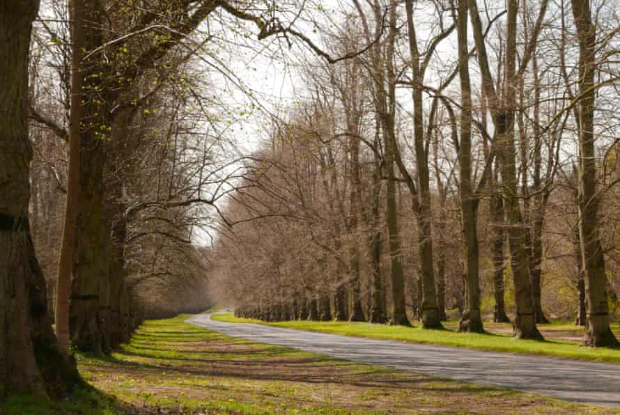 Lime tree avenue in Clumber Park, Nottinghamshire