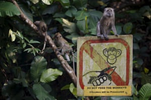A monkey sits on a sign asking visitors not to feed monkeys at the MacRitchie nature reserve in Singapore