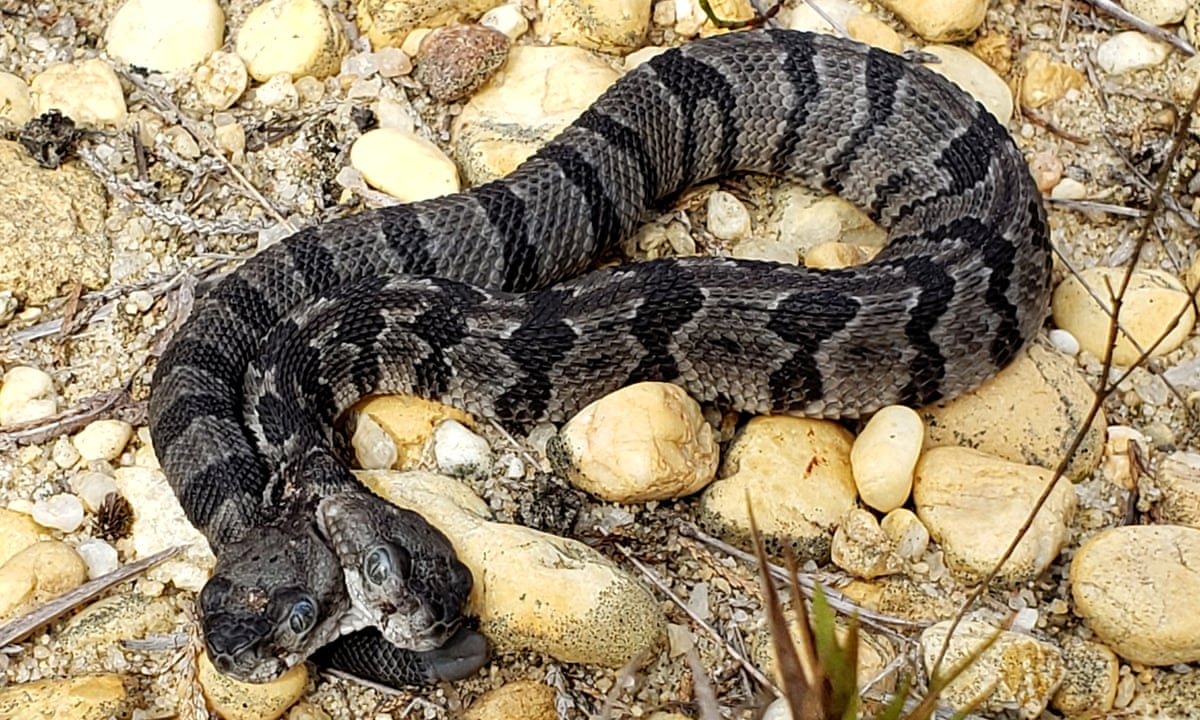 rare two headed snake nicknamed double