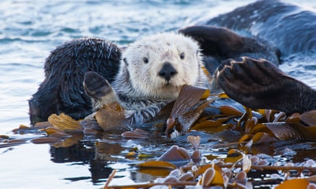 A sea otter wrapped in kelp off the shore of San Luis Obispo county, California.