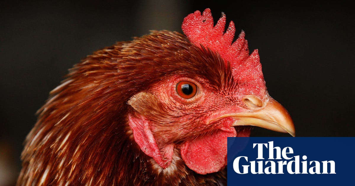 Can I get sick from bird flu? What are the symptoms, and are chicken and eggs safe to eat?