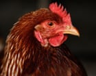 Can I get sick from bird flu? What are the symptoms, and are chicken and eggs safe to eat?