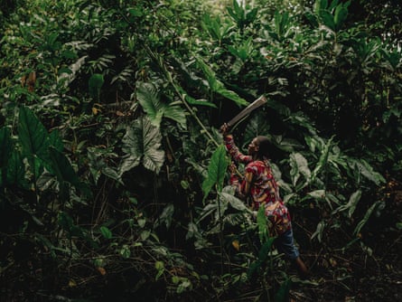 Cidades flutuantes de troncos: poderão os “pulmões de África” sobreviver à sua exploração?