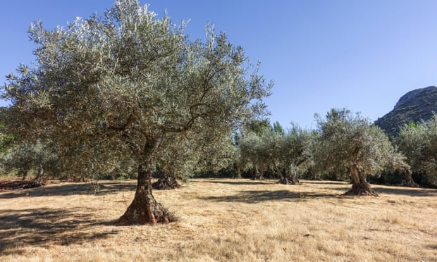 Olive trees in Andalusia, Spain.