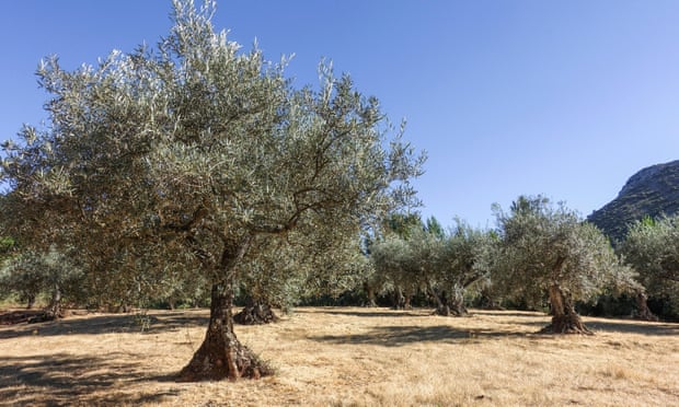 Molino del Argo, cerca de Ronda