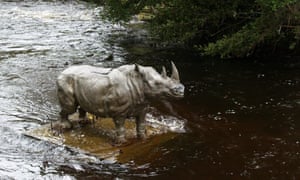 River Dodder Dublin rhino