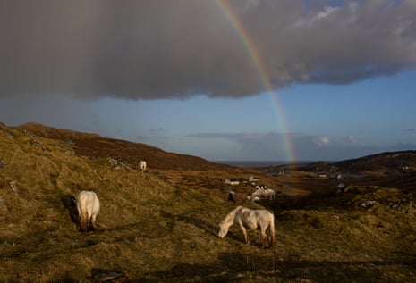 Eriskay ponies grazing on a hillside under a rainbow