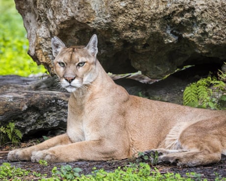 Native American tribe steps up to protect Florida lands for wildlife
