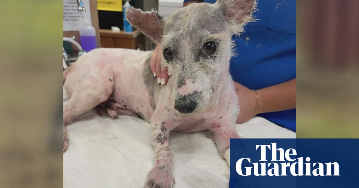Scrim the runaway dog captured – again – after latest escape in New Orleans