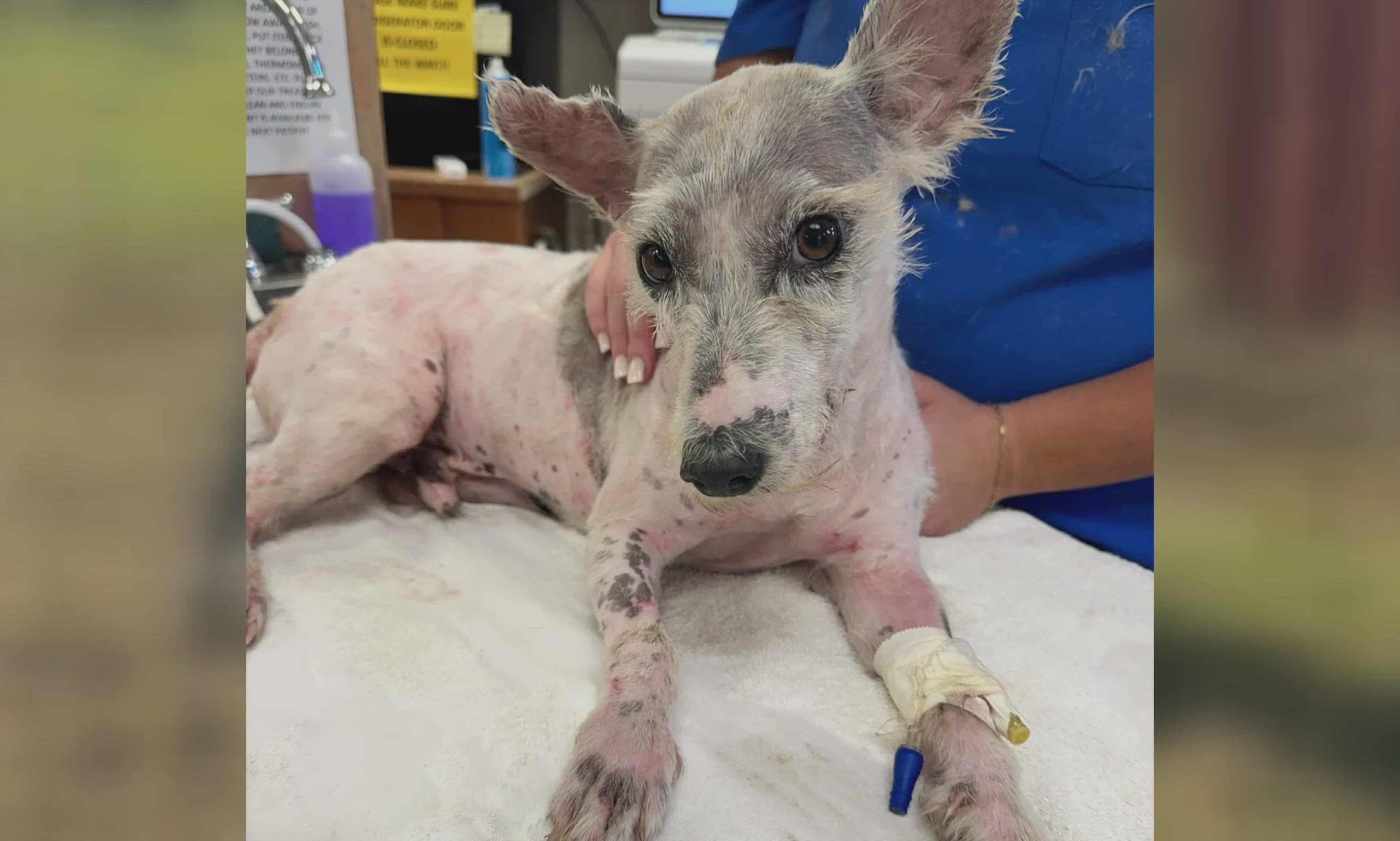 New Orleans’ elusive Scrim the dog, viral social media star, once again on the lam after daring escape (theguardian.com)